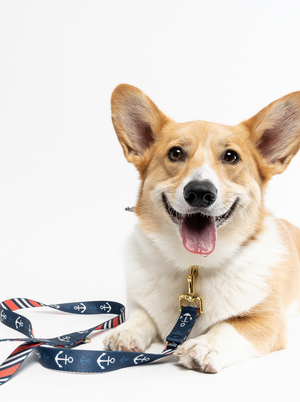 Corgi with Clive and Bacon leash. Photo by Pooch Portrait Studio