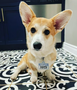 Corgi wearing a perwinkle "hello" my name is dog tag