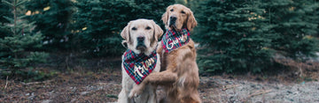 How to Take Awesome Photos of Your Dog For Instagram | By Hana @mycaninelife - Clive and Bacon
