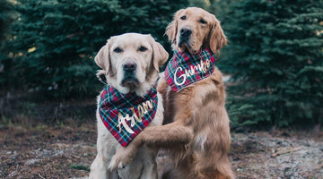 How to Take Awesome Photos of Your Dog For Instagram | By Hana @mycaninelife - Clive and Bacon