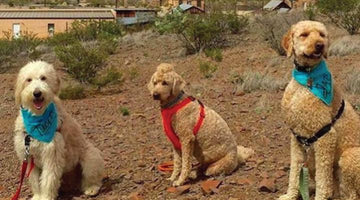 Road Trippin: #DoodleCaravan2016 - Clive and Bacon