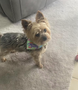 small yorkie wearing the extra small size Clive and Bacon bandana.