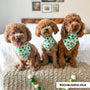 3 poodles wearing shamrock bandanas by clive and bacon.