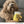 Load image into Gallery viewer, Barking Beer Dog Toy - Clive and Bacon
