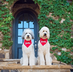 Besties Bandana Set - Clive and Bacon