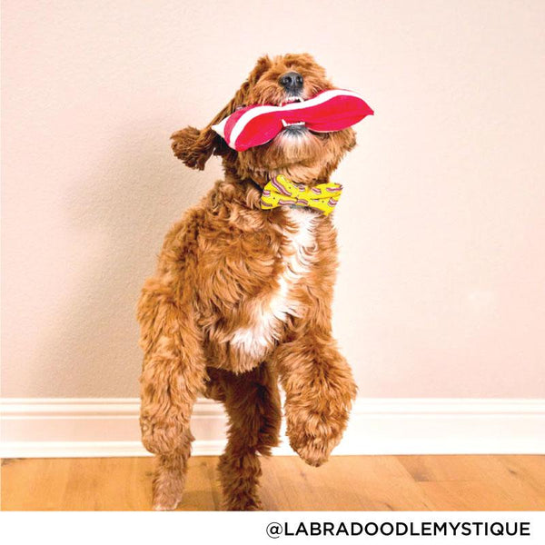 Bacon dog costume clearance