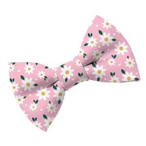 Daisy Dog Bow Tie - Clive and Bacon