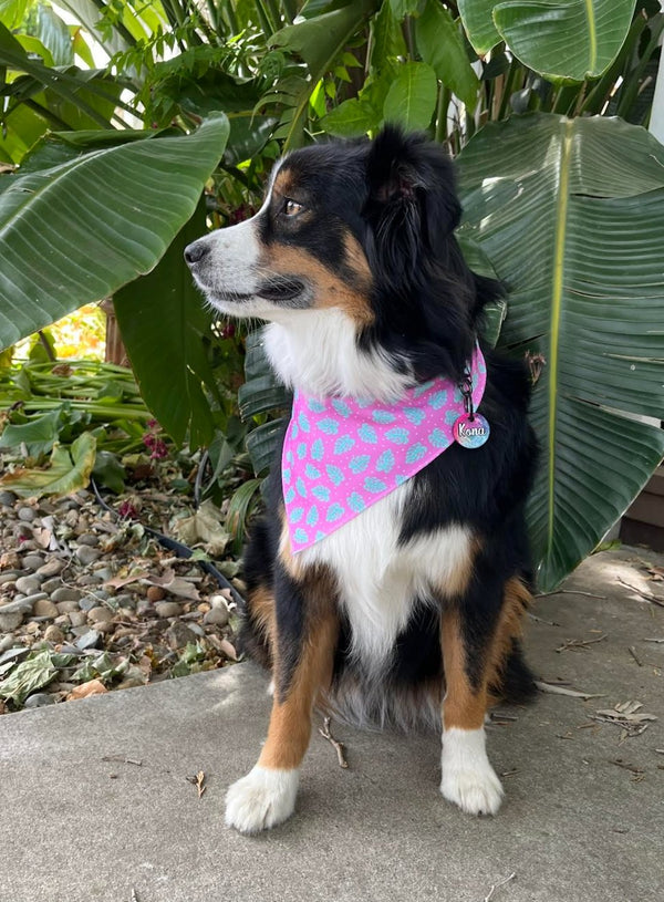 Islands Cooling Bandana - Clive and Bacon