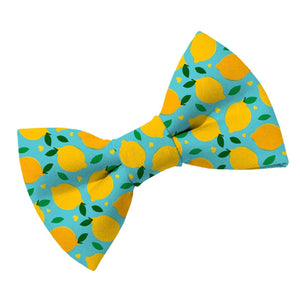 Lemon Squeeze Dog Bow Tie - Clive and Bacon