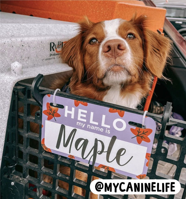 Personalized Pet Crate Tag Clive and Bacon