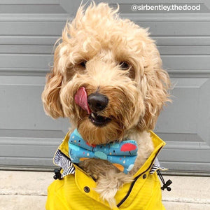 Rainy Day Dog Bow Tie - Clive and Bacon