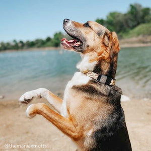 Standard 1" Fi Compatible Dog Collar - Clive and Bacon